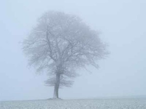 Neblina